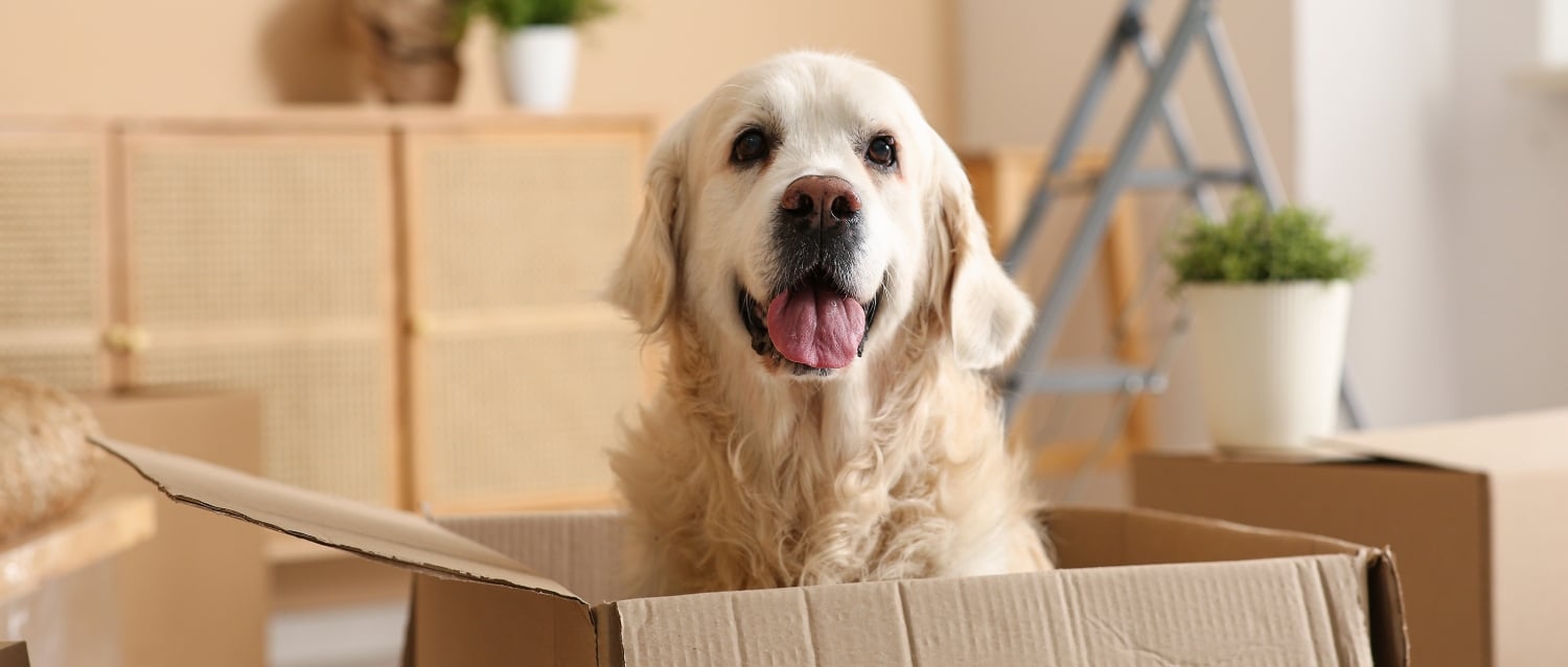 Dog in a cardboard box